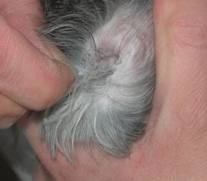 Shih tzu sales ear plucking