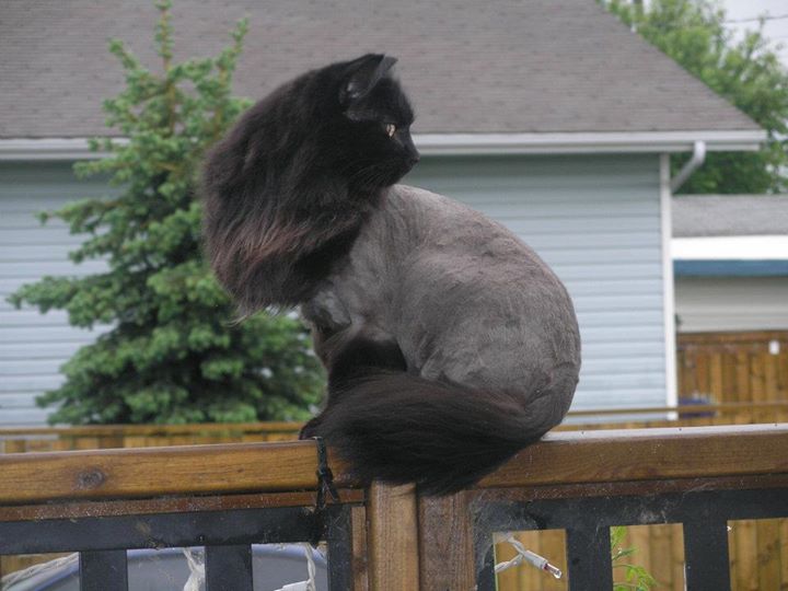 Shave cat sales near me